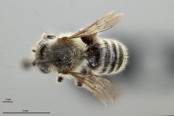 Media type: image;   Entomology 592380 Aspect: habitus dorsal view